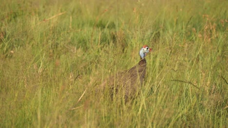 helmeted guineafowl, numida meleagris, pecking at swaying green grass in field