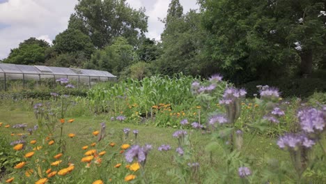 Leuchtend-Bunte-Violette-Und-Orangefarbene-Blumen-Blühen-In-Einem-Städtischen-Gemeinschaftsgarten-In-Leiden,-Südholland,-Niederlande-–-Mittlere-Aufnahme