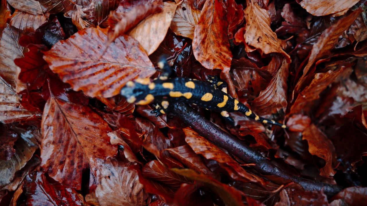 Fire salamander on wet autumn leaves in forest environment