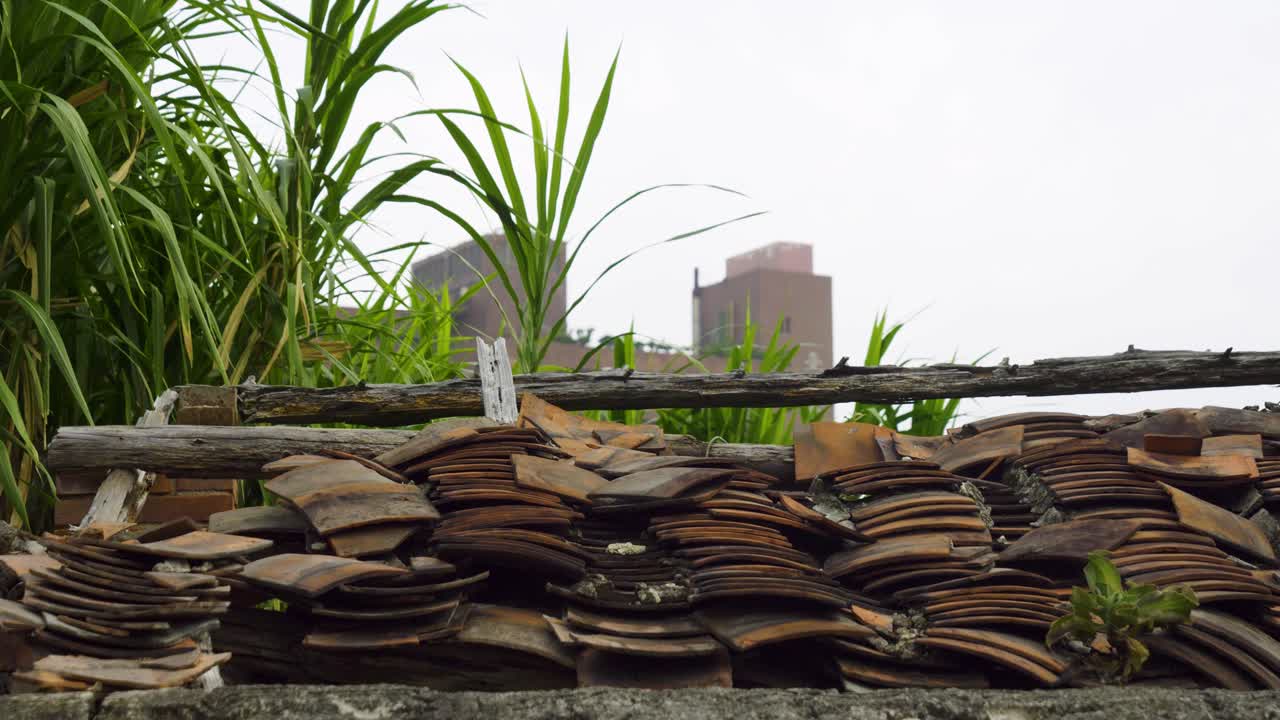 Old roof covered with weathered tiles, plants growing through, urban backdrop