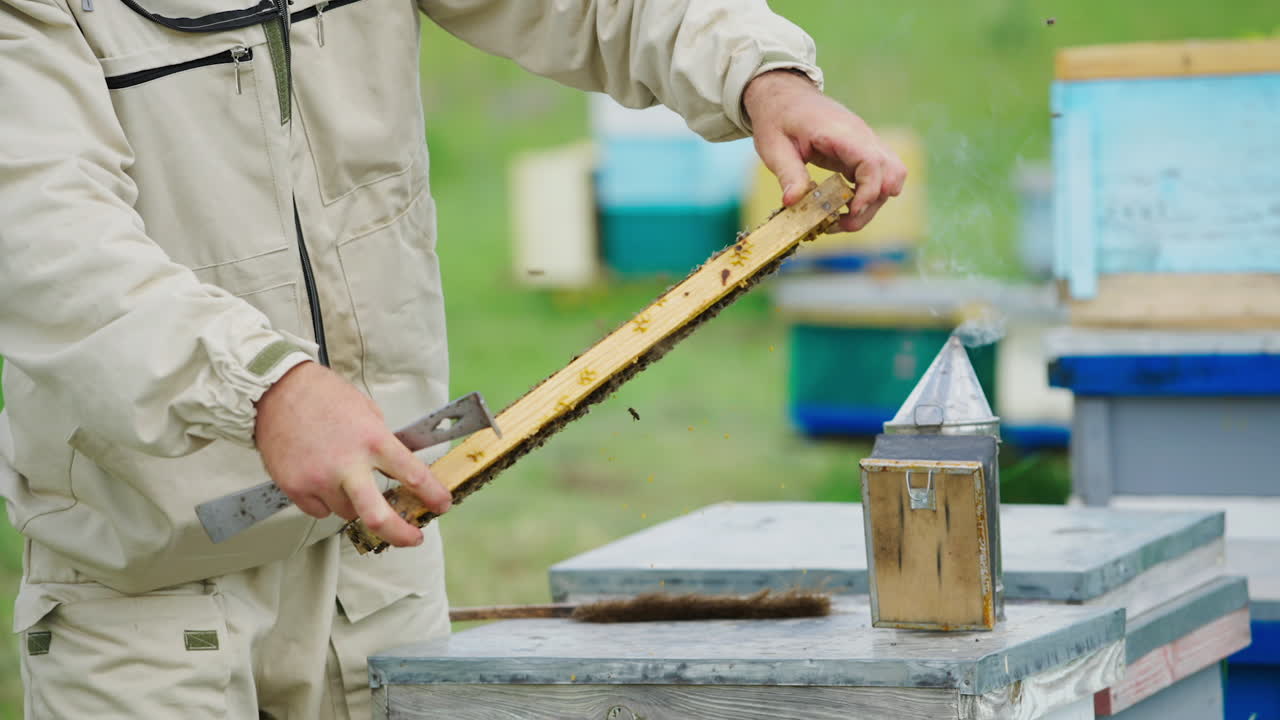 Apiarist examines bees on apiary. Honeycomb with bees in beekeeper's hands. Chimney with smoke on a hive. Apiculture process.