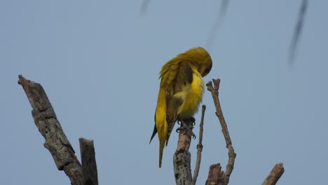 golden oriole in tree relaxing