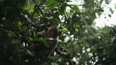 monkey hidden among dense green leaves in indonesian forest canopy