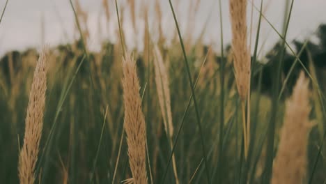 Blades-of-grass-on-windy-day