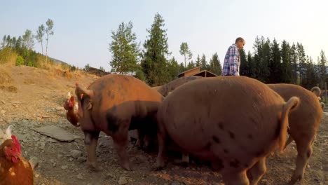 farmer feeding pigs and hen in the farm 4k