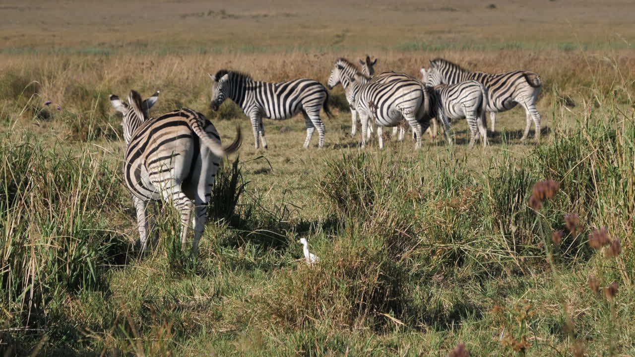 Airone bianco segue da vicino una zebra mentre cammina nell'erba alta