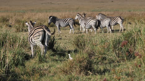 White-egret-follows-close-behind-Zebra-as-it-walks-through-tall-grass