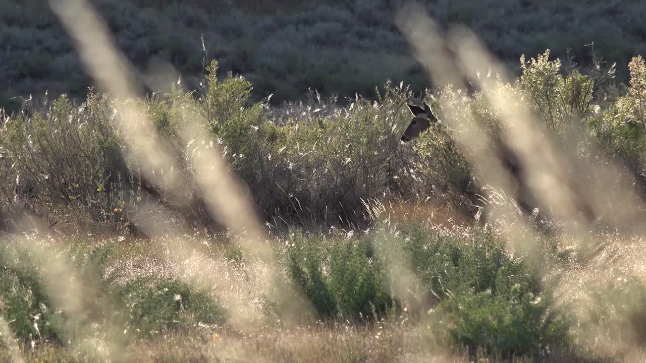 Small Spike Buck Walks Through Sunny Backlit Field