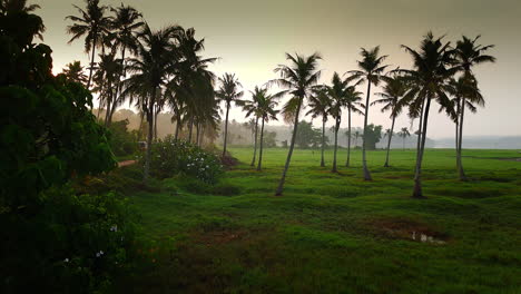 Amanecer-En-Un-Jardín-De-Cocos-Y-Arrozales,-Humedales-Y-Arrozales-Cubiertos-De-Hierba-Verde-Y-Cocoteros