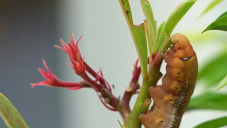 fotografía rápida de una hambrienta oruga de mariposa halcón se aferra a la planta, alimentándose del tallo verde y las hojas en su hábitat natural, de cerca