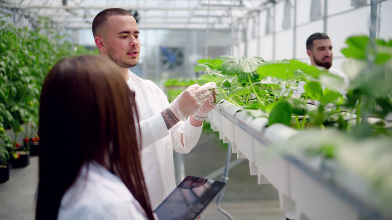 Three laboratory technicians in white coats working with wild strawberry grown with the Hydroponic method in a greenhouse