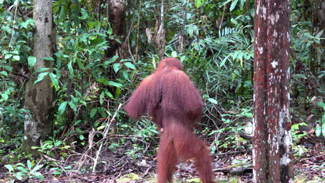 orangutan walks upright on two feet