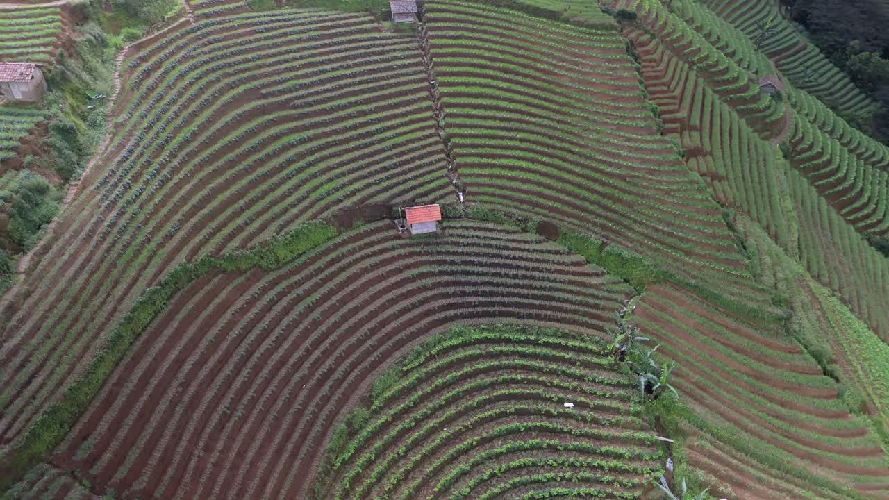 Panyaweuyan plantation terraces dramatic striped agriculture farmland hugging the volcanic landscape of Indonesia