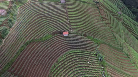 Terrazas-De-Plantaciones-Panyaweuyan-Dramáticas-Tierras-De-Cultivo-Agrícolas-A-Rayas-Abrazando-El-Paisaje-Volcánico-De-Indonesia