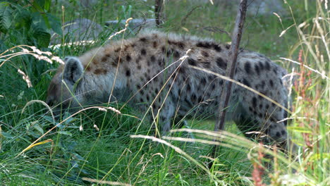 Kamerafahrt-Einer-Wilden-Tüpfelhyäne-Bei-Der-Jagd-Auf-Einer-Wiese,-4K-–-Professionelle-Aufnahme-In-Hoher-Qualität