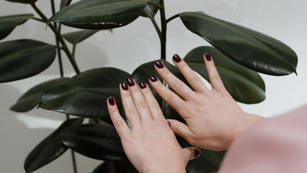 Hands with Burgundy Nails near a Fiddle Leaf Fig