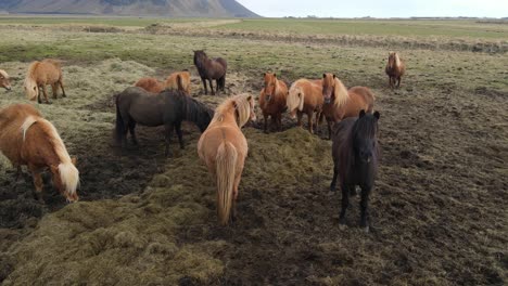 Imágenes-Aéreas-De-Drones-De-Caballos-Islandeses