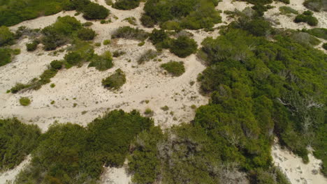 Aerial-Drone-Shot-of-a-Beach-in-Mallorca-with-a-lot-of-Trees-and-Plants,-4k-UHD