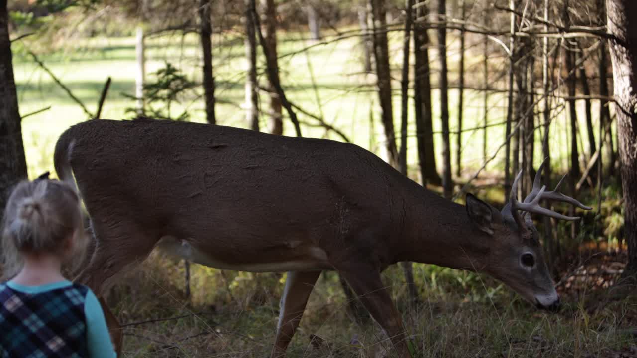 la niña mira de cerca a los ciervos machos caminando en el bosque