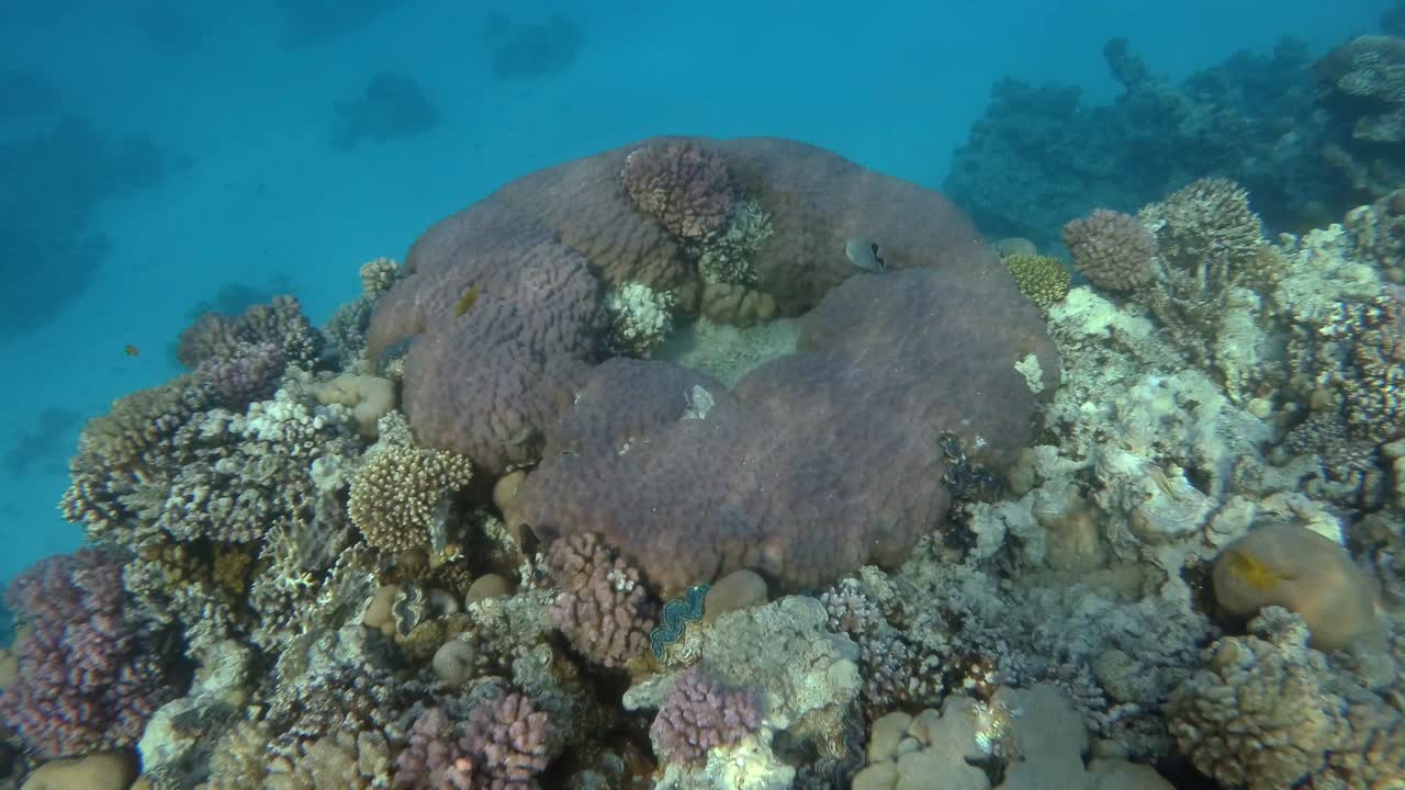 hermoso arrecife de coral tropical en forma de anillo. cámara moviéndose hacia adelante. vida submarina en el océano