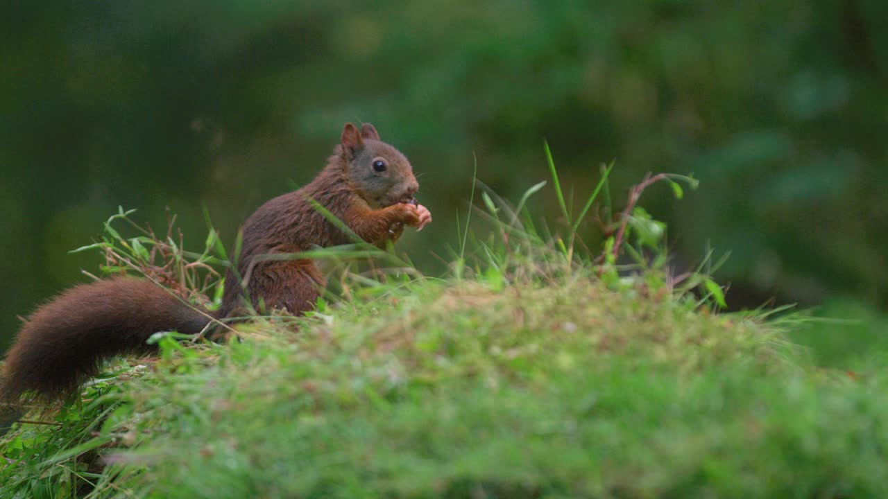 Inquadratura statica ravvicinata dal basso di uno scoiattolo rosso che mangia una nocciola su un piccolo poggio erboso con uno sfondo sfocato, in slow motion