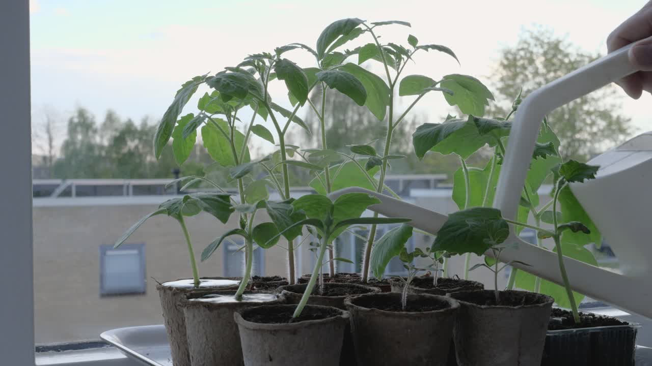Un uomo innaffia piantine di pomodoro e cetriolo a casa su un davanzale usando un annaffiatoio.