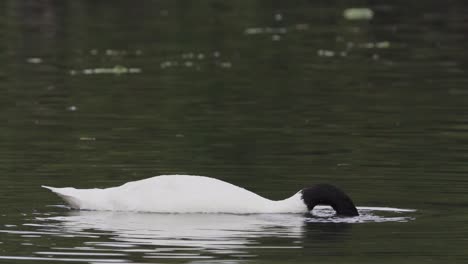 close up of a black-necked swan floating on a lake while eating with its beak underwater