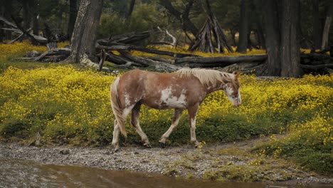 wild horse in wilderness with yellow wildflowers in patagonia, argentina