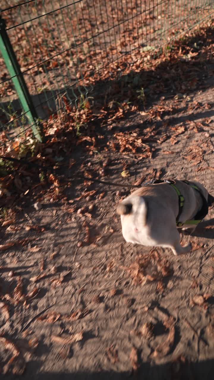 가을 공원에서 는 파그