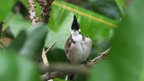 wild red-whiskered bulbul, pycnonotus jocosus perched on tree branch in the forest canopy, preening, grooming and cleaning its feathers, wondering around its surrounding environment, close up shot