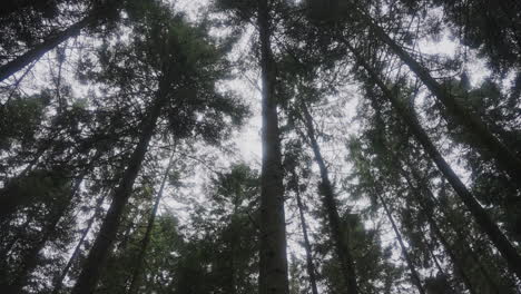 Pine-tree-tops-from-below