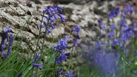 Delicate-Spring-Bluebell-flowers-in-full-bloom-on-the-floor-of-an-English-forest,-Warwickshire,-UK