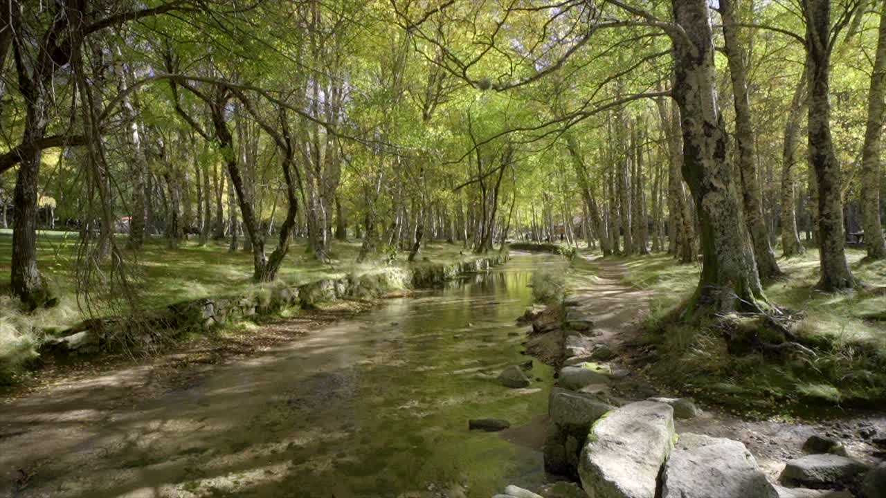río en un bosque verde, en serra da estrela, portugal