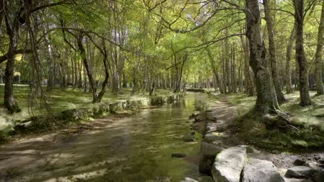 river in a green forest, in serra da estrela, portugal