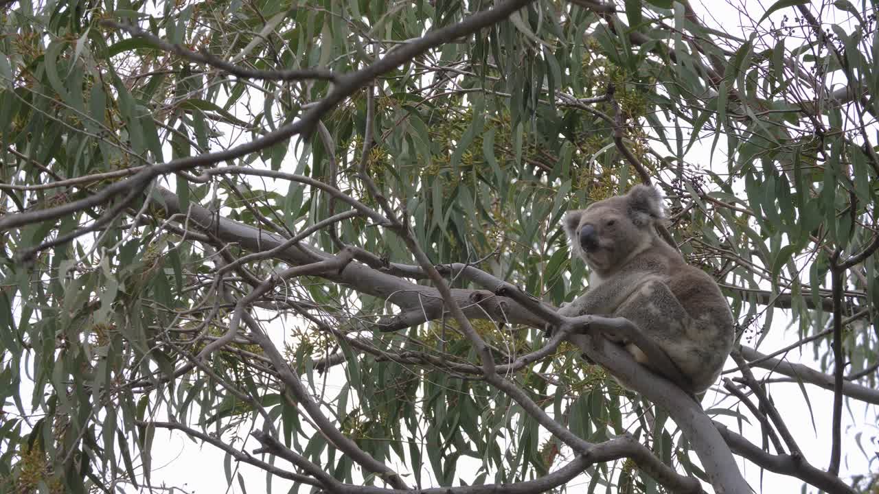 Full view of a large Koala facing the camera in an Australian native Eucalyptus tree. Natural wildlife animal behaviour.
