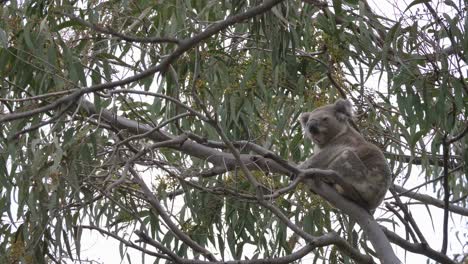 full view of a large koala facing the camera in an australian native eucalyptus tree. natural wildlife animal behaviour.
