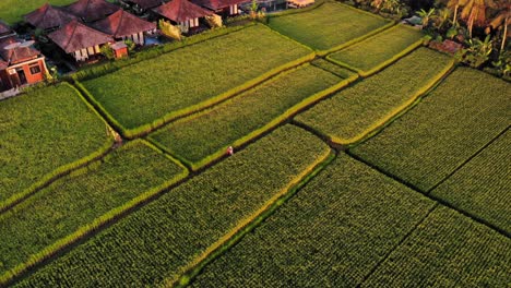 Exuberantes-Campos-De-Arroz-Verdes-Y-Villas-Kayangan-Y-Cabañas-Balinesas-Tradicionales-En-Ubud-En-Bali,-Indonesia---Disparo-De-Drones-Durante-La-Hora-Dorada