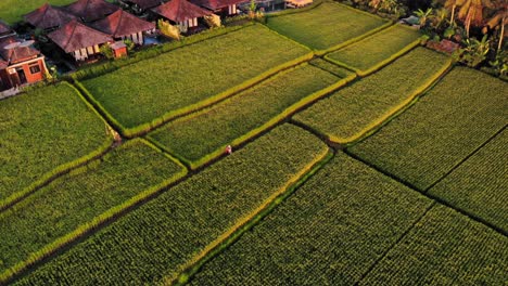 lush green rice fields and kayangan villas and traditional balinese huts in ubud in bali, indonesia - drone tilt-up shot during golden hour
