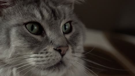 Imágenes-De-Primer-Plano-Del-Gato-Maine-Coon-Gris-Mirando-Por-La-Ventana