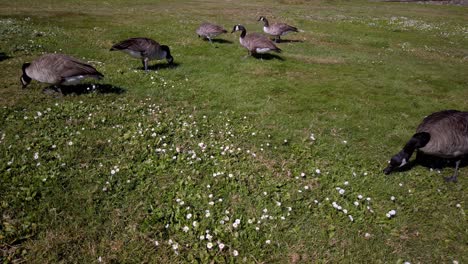 wild ducks eat grass and flowers in canadian park.