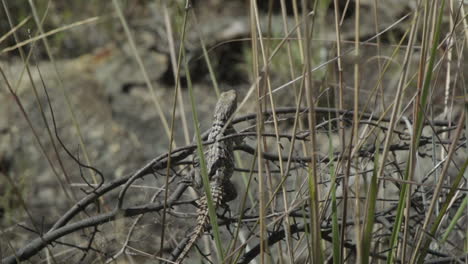 Toma-En-Cámara-Lenta-De-Lagarto-De-Cola-Espinosa-Escapando-De-Una-Rama-En-Madagascar