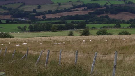 sheep grazing on rough upland pasture