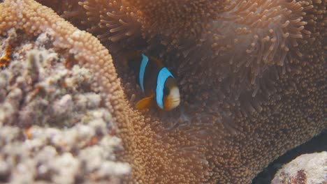 Clownfish-swimming-amongst-sea-anemone-at-The-Great-Barrier-Reef-in-Cairns,-Queensland-Australia