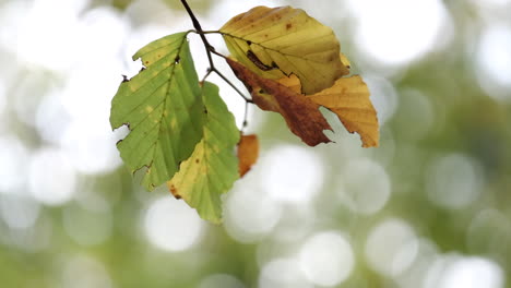 Nahaufnahme-Der-Blätter-Auf-Einer-Buche,-Die-Sich-Im-Wind-Wiegt,-Während-Die-Herbstfarben-In-Einem-Wald-In-Worcestershire,-England,-Durchscheinen