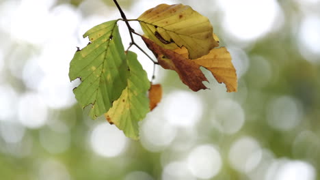 primer plano de las hojas de un árbol de haya que se mecen en la brisa mientras los colores del otoño comienzan a mostrarse en un bosque en worcestershire, inglaterra