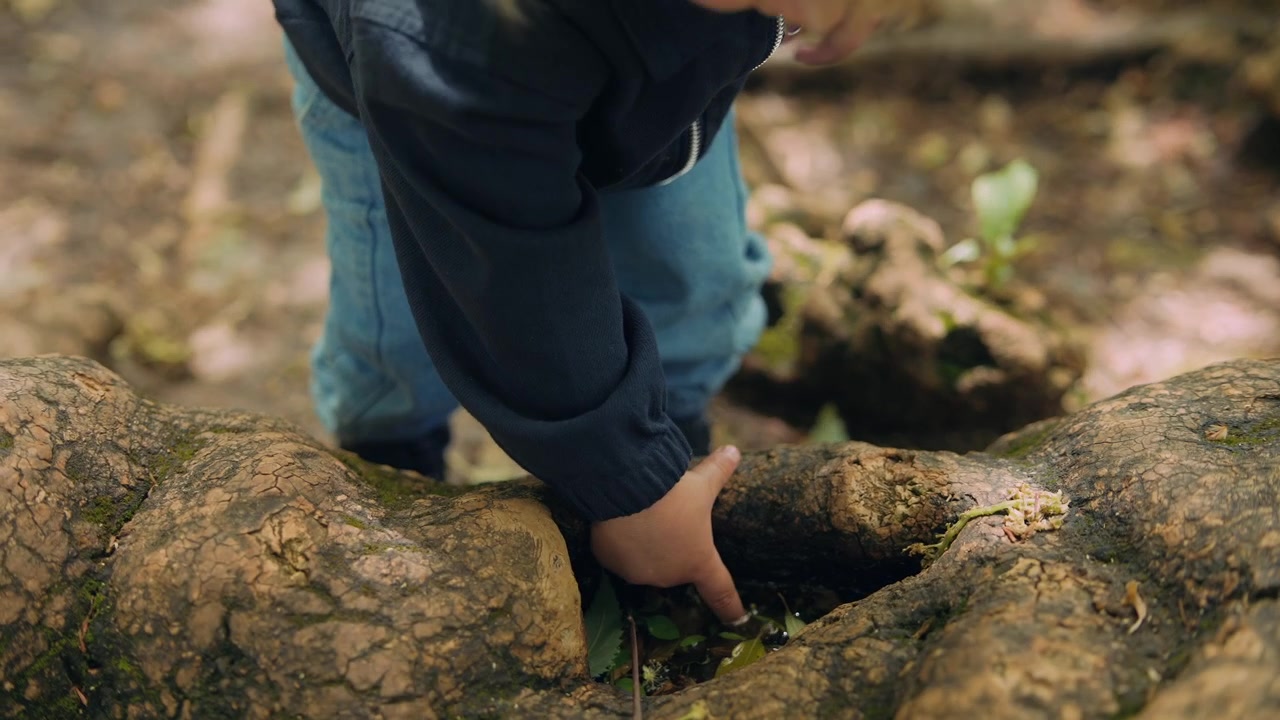 Curious Toddler Boy Exploring Tree Roots in a Park
