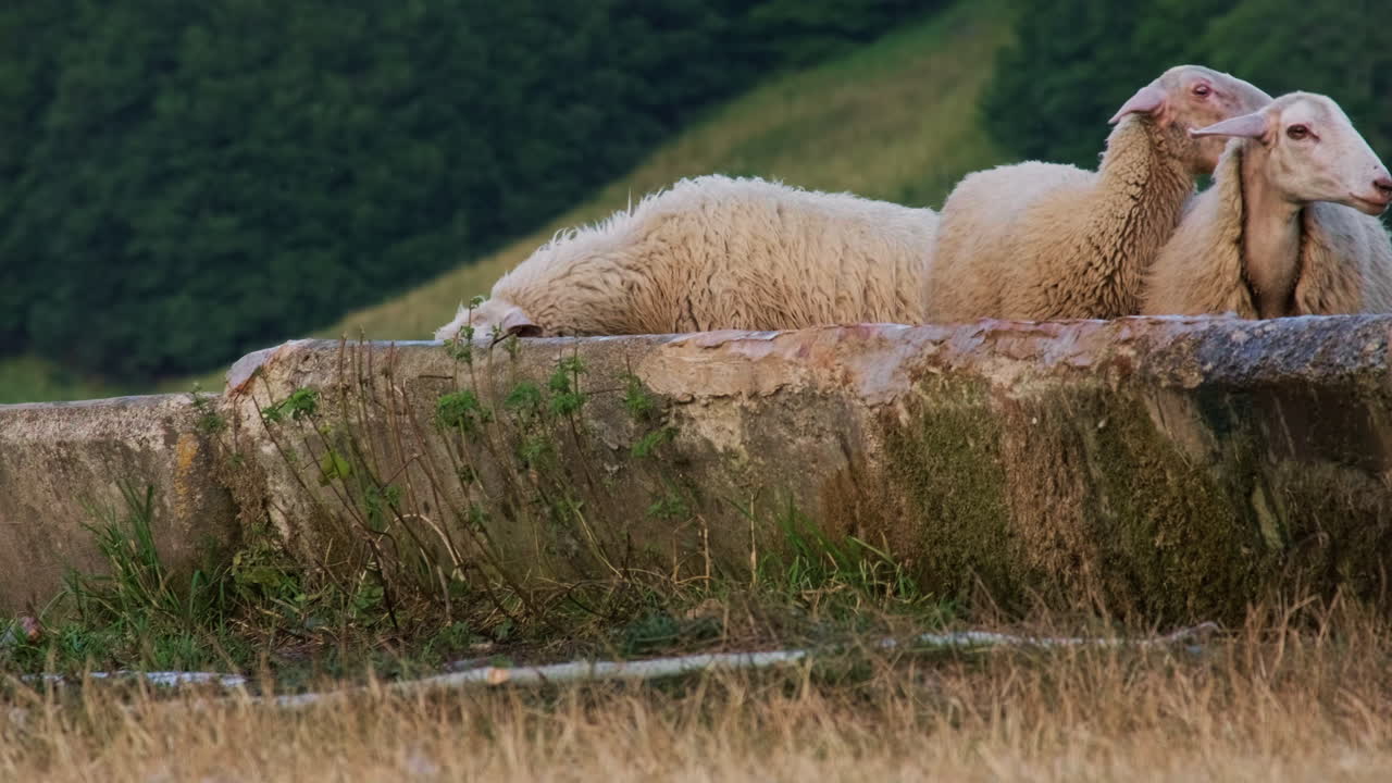 이탈리아 움브리아에 있는 농장에서 먹이를 먹은 후 여물통에서 물을 마시는 양 떼