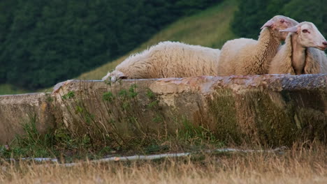 Herde-Von-Schafen-Trinkwasser-Aus-Trog-Nach-Der-Fütterung-Auf-Dem-Bauernhof-In-Umbrien,-Italien