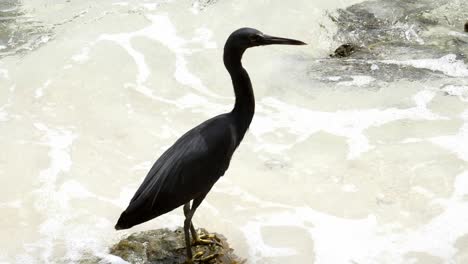 a beautiful grey heron standing on the rock with slow motion water background