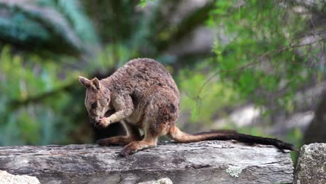 a mareeba rock wallaby grooming itself